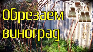 ? Предварительная обрезка винограда. Как определить, вызрела ли лоза?