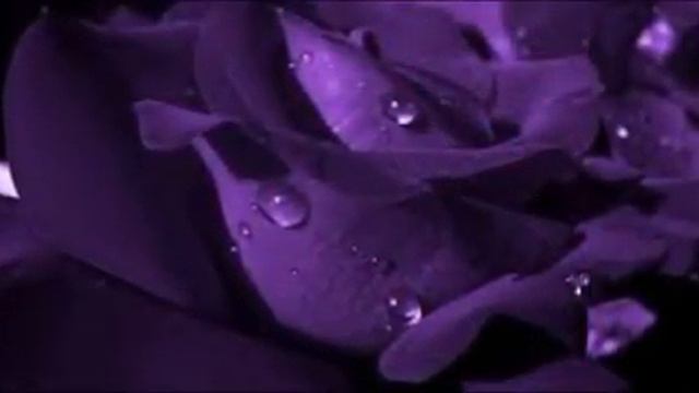 Purple Rose смотреть онлайн