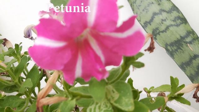 Monsoon Flowers Blooming: My Balcony Tour | Rainy Season Flowering Plants смотреть онлайн