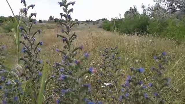 Лекарственное растение синяк обыкновенный смотреть онлайн