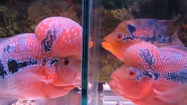 самцы Красные Драконы - конкуренты за самочку смотреть онлайн