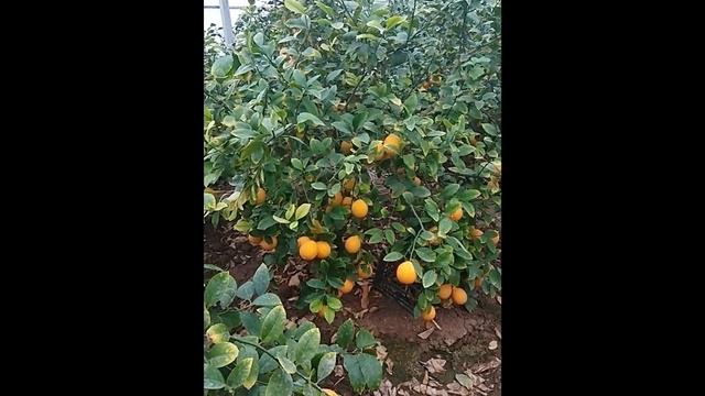 Ой, Лимончики! Мои Лимончики смотреть онлайн