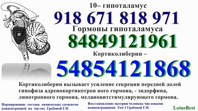 Гормоны. Гормоны гипоталамуса. смотреть онлайн