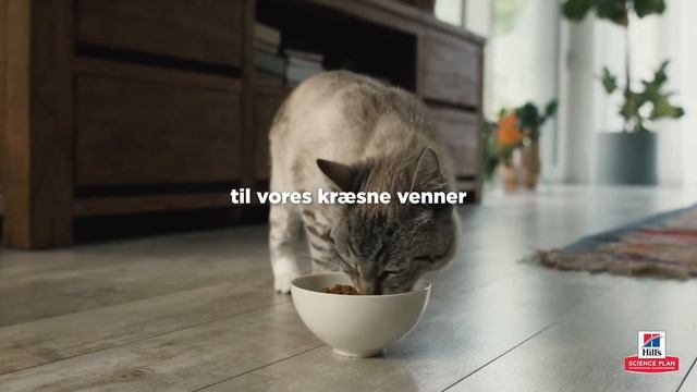 Hills Science Plan Lifestage 2022 Gourmet Cat смотреть онлайн