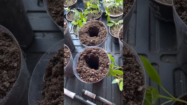 Пикировка сладкого болгарского перца , 3 марта 22 года . смотреть онлайн