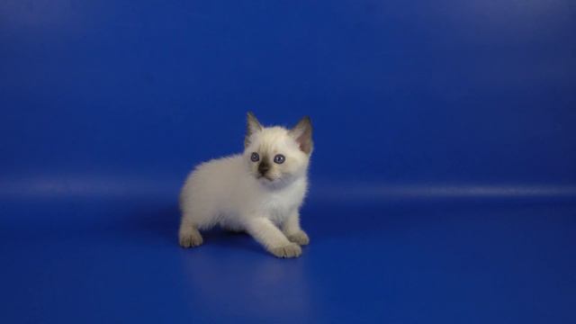 Тайский мальчик Hunter Gamlet, 1,5 месяца, окрас сил-пойнт