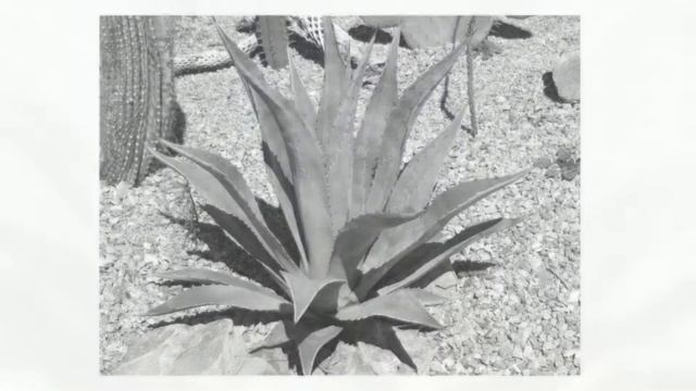 Агава американская (Agave americana) вид растений относящийся к роду Агава семейства Агавовые. смотреть онлайн