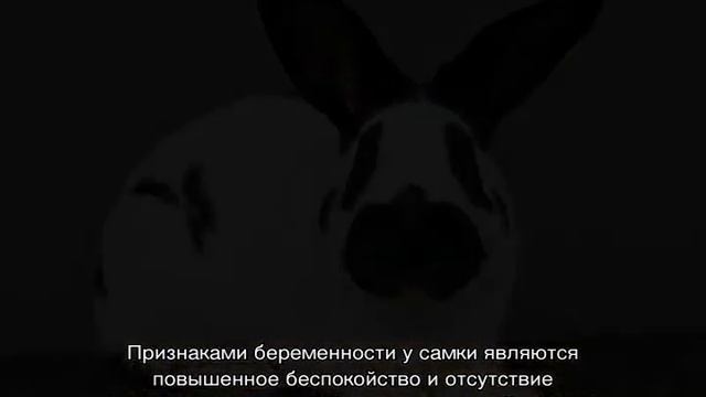 Кролик строкач: описание породы, характеристика, параметры смотреть онлайн
