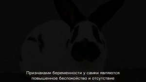 Кролик строкач: описание породы, характеристика, параметры