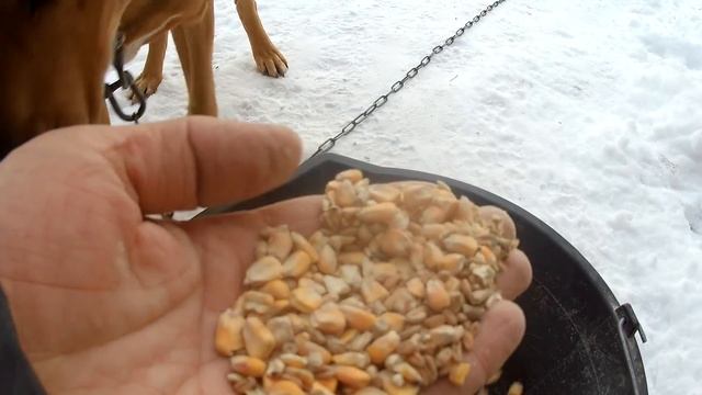 Индюки или бройлеры? Индюки и холод! Последний месяц индюшиного сезона 2021! смотреть онлайн