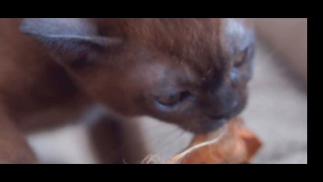 Девочка соболиного окраса смотреть онлайн