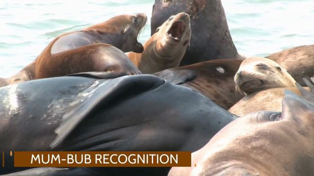 How Do Seals Hear? | Seals Actually Do Have A Trick!