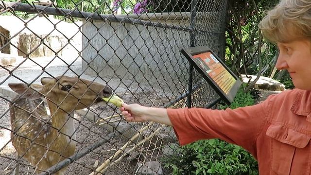 Олень-лира и банан