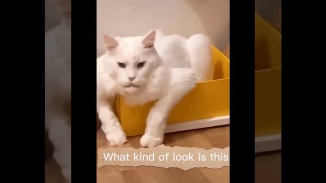 Смешные коты. Веселые котики. Полный хохотач. смотреть онлайн