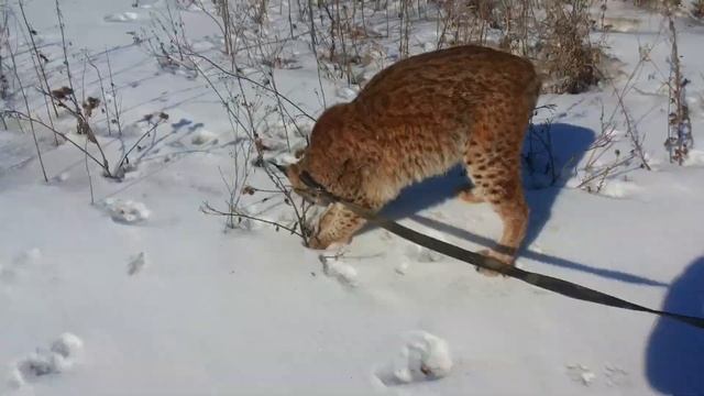 Рысь Яшма-как рысь охотится на полевых мышей./Lynx Jasper-how The Lynx Hunts Field Mice.