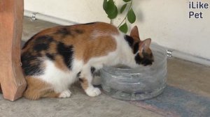 5 способов дать таблетку кошке