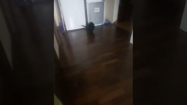 Кошка носит мячик смотреть онлайн