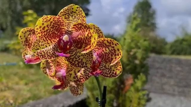 PHALAENOPSIS MIRO GIRL 5 (обзор). Орхидея от Швертера смотреть онлайн