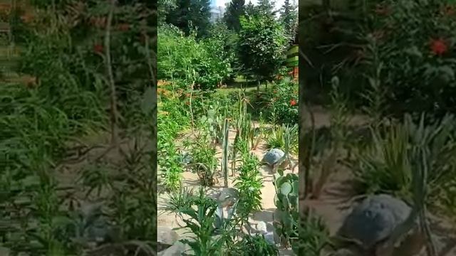 МЕКСИКАНСКИЙ САД В КАЗАНСКОМ ЗООПАРКЕ смотреть онлайн