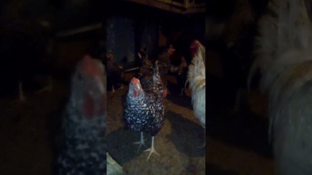 Мои Пушкинские и Виандот серебристый смотреть онлайн