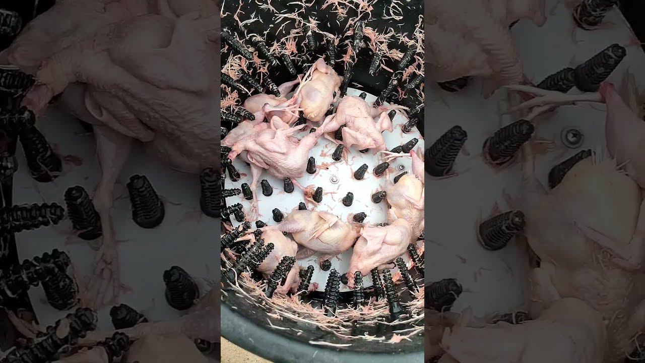 Так делается деликатес. Перепелиное мясо смотреть онлайн