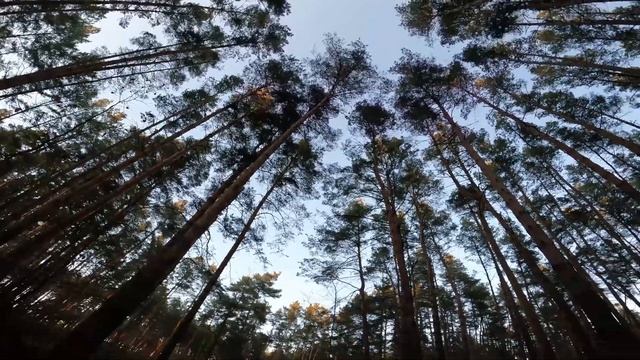 Лес - прогулка (4К - видео) смотреть онлайн