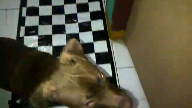 Pitbull nakal sm majikan смотреть онлайн