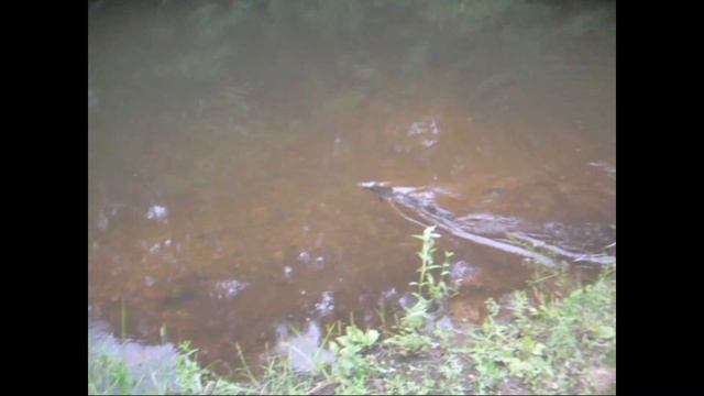 По рекам Юронга и Ветлуга. смотреть онлайн