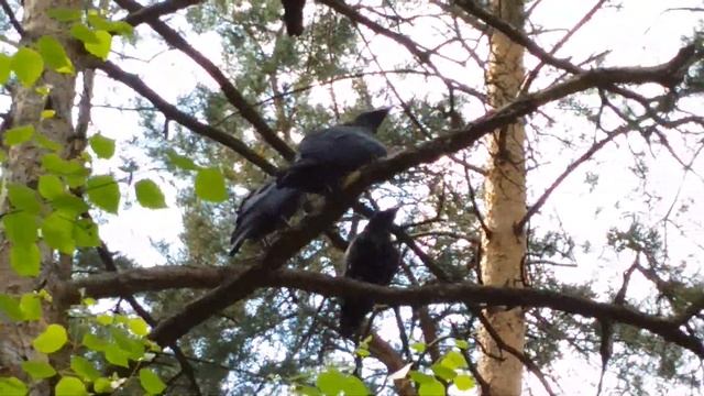 Вороны на ветках смотреть онлайн