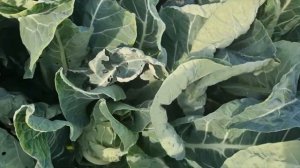 Заметки агронома Цветная капуста ФОРТАЛЕЗА F1