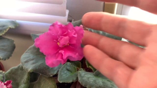 ОБЗОР ФИАЛОК В МАЕ ! ФИАЛКИ ЗАБОЛЕЛИ !! смотреть онлайн