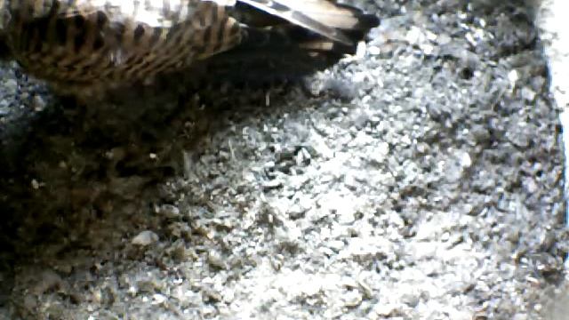 From Internet Camera(Turmfalken[03:1A:A5])2014/07/09,19:11:56_D смотреть онлайн