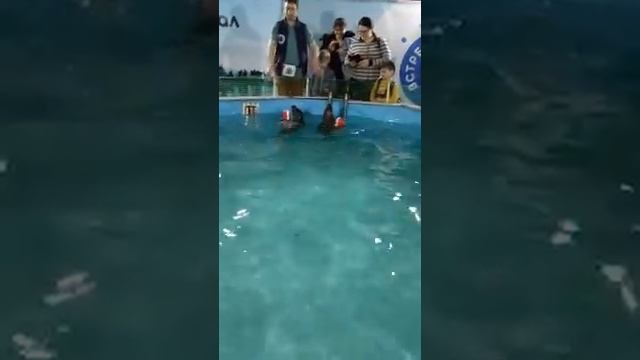 Байкальские нерпы.