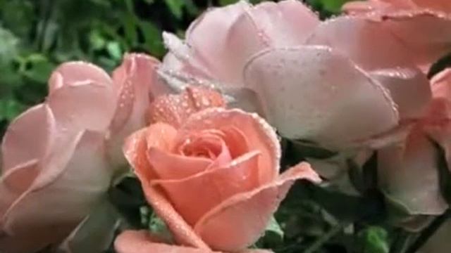 Квіти смотреть онлайн