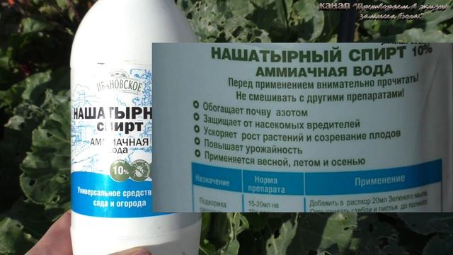 Что бы собирать овощи дольше,надо в августе бороться с болезнями и вредителями смотреть онлайн