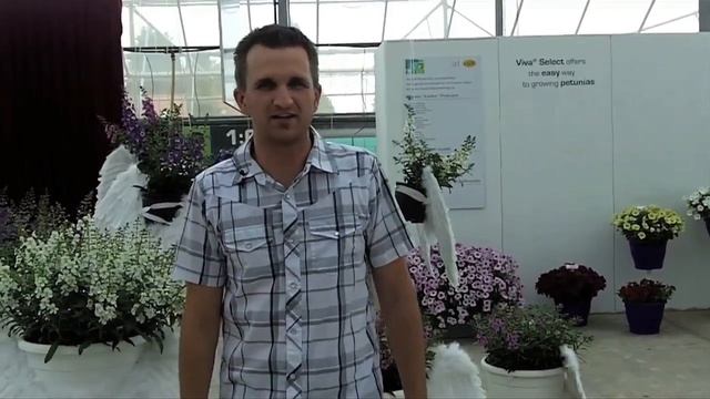 Archangel Angelonia смотреть онлайн