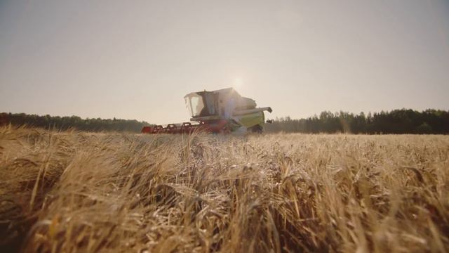 Собачьи загадки