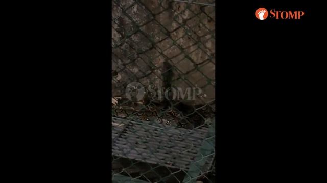 Jogger encounters 3-metre-long python outside Yew Tee Primary School смотреть онлайн