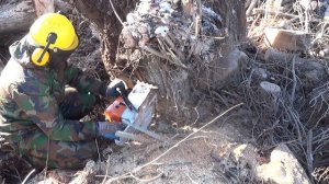 Бензопила STIHL MS 660 в работе