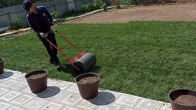 Прикатка рулонного газона катком смотреть онлайн