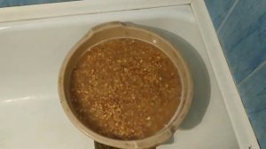 Ферментировоная кукуруза и пшеница!!! Убойная прикормка для амура и карпа!!!
