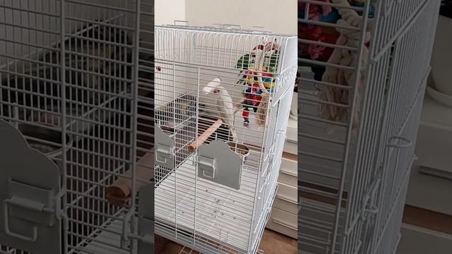 Стеша Ожереловый голубой