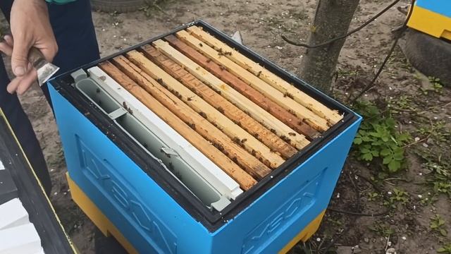 Когда ставить вощину пчелам. Расширение гнезда пчел весной. Что делать когда нет сушнины для пчел? смотреть онлайн