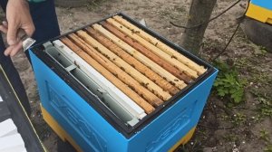 Когда ставить вощину пчелам. Расширение гнезда пчел весной. Что делать когда нет сушнины для пчел?