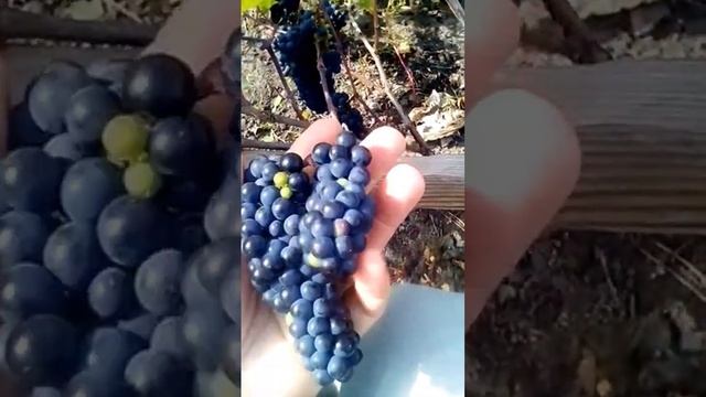 Виноград Маршал Фош. Размер гроздей и ягод смотреть онлайн