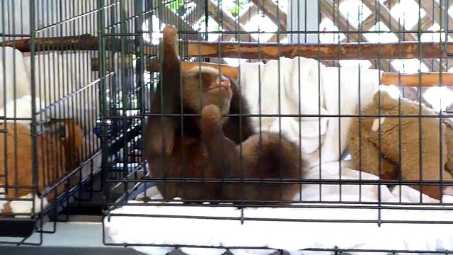 Sloth scratching away смотреть онлайн