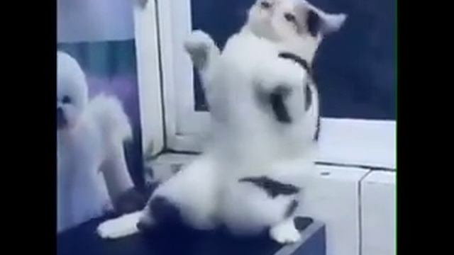 Кошка танцует под хабиби смотреть онлайн
