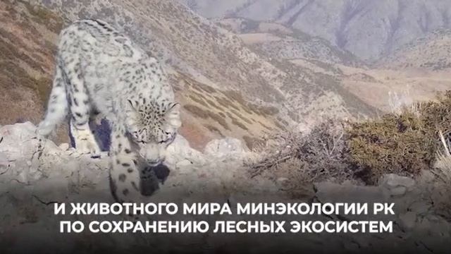 Снежный барс в горах Аксу-Жабаглинского заповедника смотреть онлайн