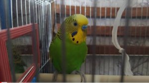 Кеша играет со своей любимой ниткой 🦜