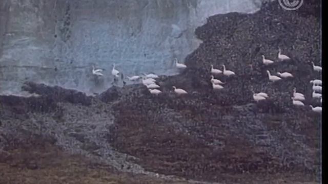 Удивительная история, похожая на сказку (1966) смотреть онлайн